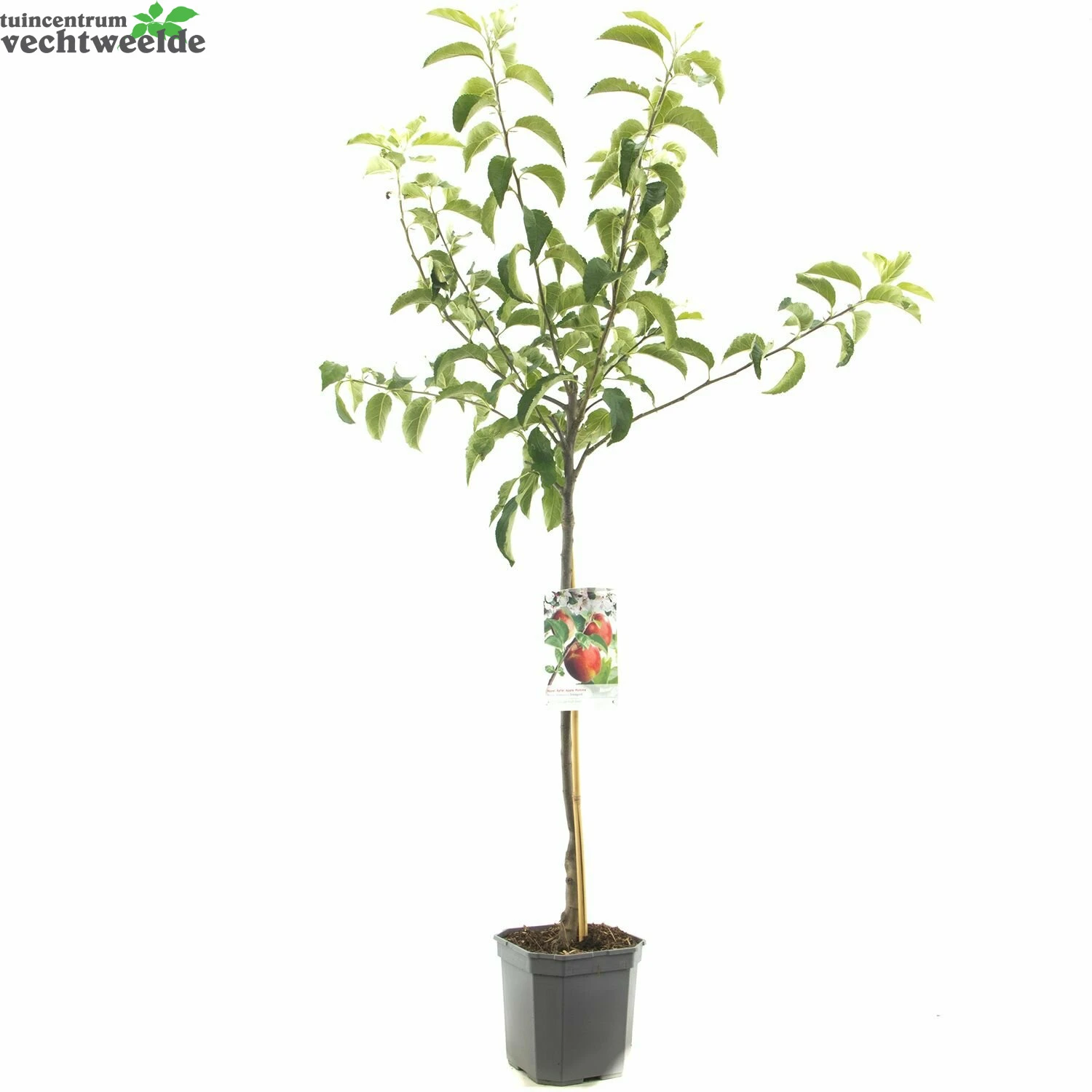 Malus D. 'Rode Jonagold' 3 Malus D. 'Rode Jonagold' - Afbeelding 3