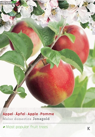 Malus D. 'Rode Jonagold' 1 Malus D. 'Rode Jonagold'