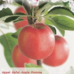 Malus Dom. Braeburn Struik P24