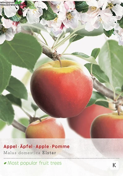 Malus Dom. Elstarstruik P24 1 Malus Dom. Elstarstruik P24