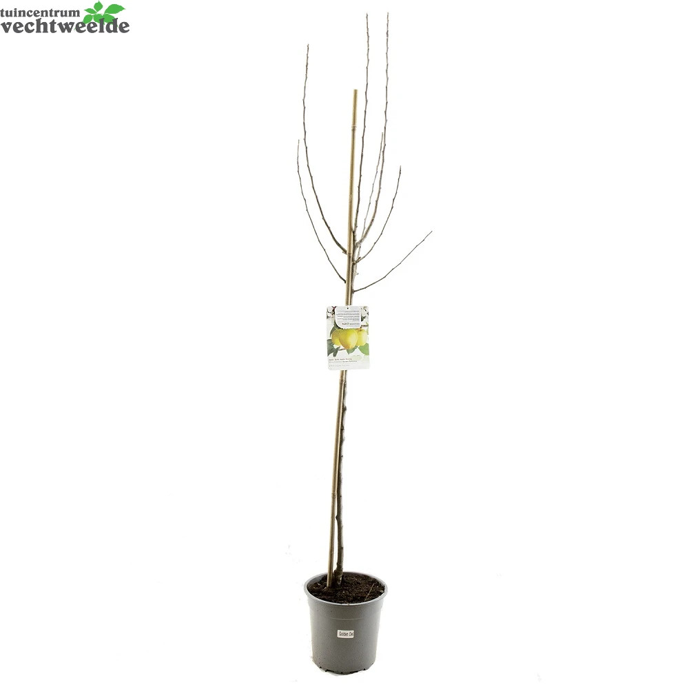 Malus Dom. Golden Del. P27 H120cm 2 Malus Dom. Golden Del. P27 H120cm - Afbeelding 2