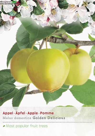 Malus Dom. Golden Del. P27 H120cm 1 Malus Dom. Golden Del. P27 H120cm