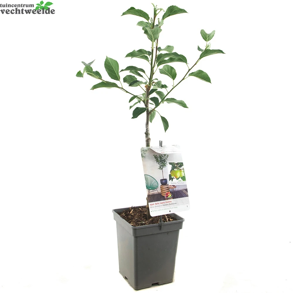 Malus Dom. Golden Del. Patio Vp5 2 Malus Dom. Golden Del. Patio Vp5 - Afbeelding 2