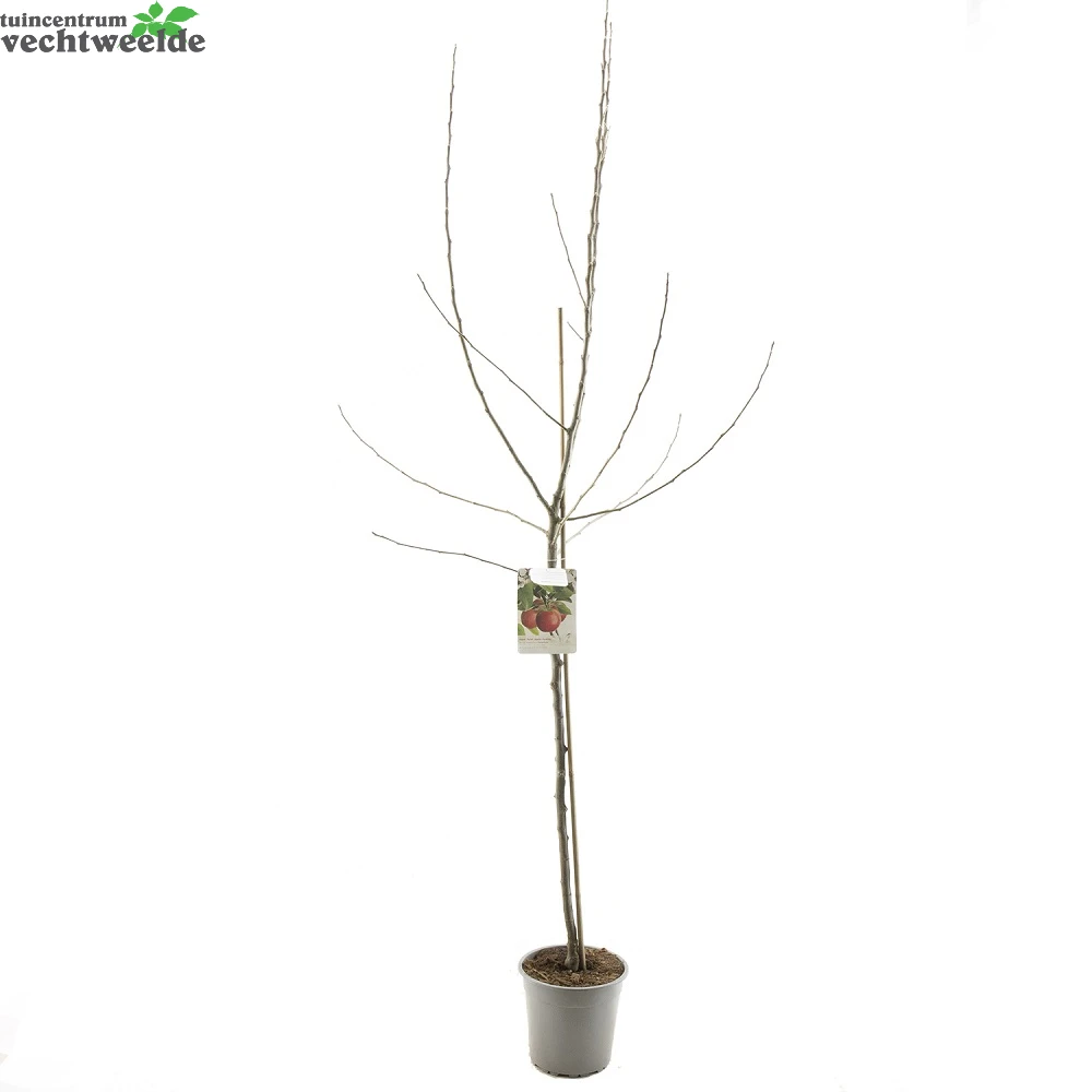 Malus Dom. Jonathan Halfstam P27 2 Malus Dom. Jonathan Halfstam P27 - Afbeelding 2