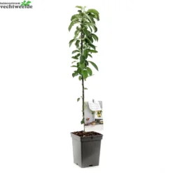 Malus Dom. Polka Zuilvorm Vp5 3 Malus Dom. Polka Zuilvorm Vp5 -Boom Geest Verkoop malus dom polka zuilvorm vp5 1000x1000 6209030e69b00 l