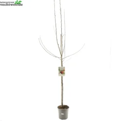 Malus Dom. Rode Jonagold 27 H120cm 3 Malus Dom. Rode Jonagold 27 H120cm -Boom Geest Verkoop malus dom rode jonagold 27 h120cm 1000x1000 62091d631e351 l