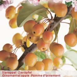 Malus Proff. Sprengerstruik P24