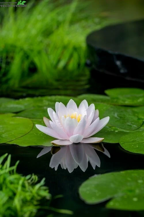 Nymphaea 'Marliacea Chormatella' 1 Nymphaea 'Marliacea Chormatella'