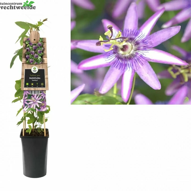 Passiflora Amethyst P16 3.0 1 Passiflora Amethyst P16 3.0