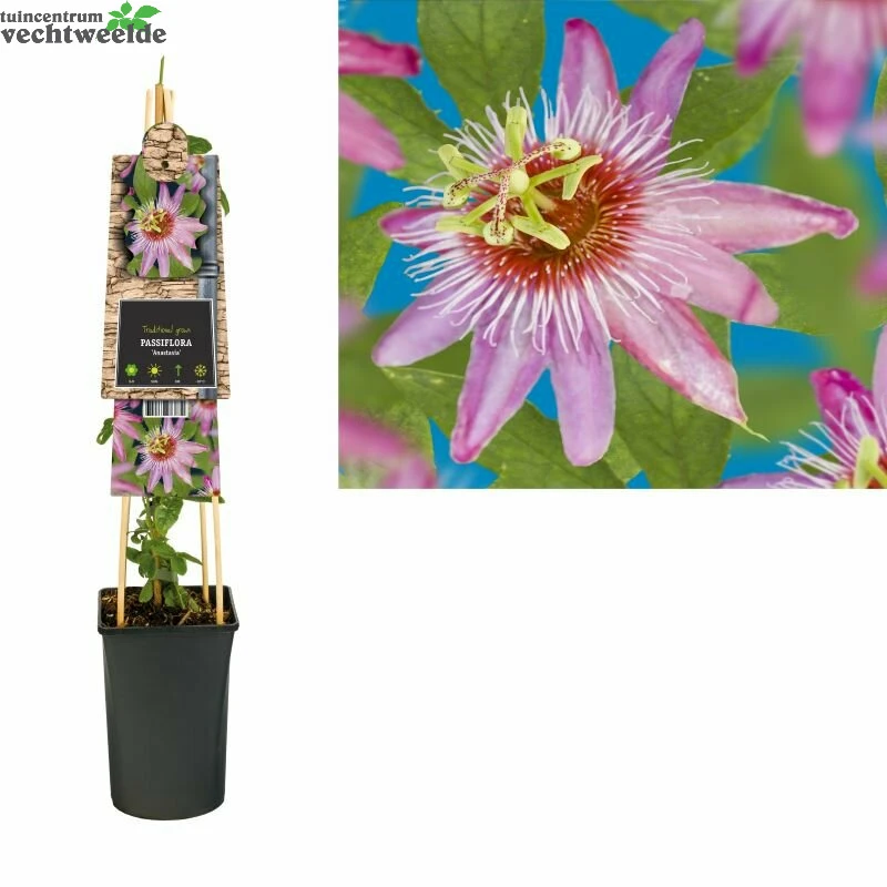 Passiflora 'Anastasia' 1 Passiflora 'Anastasia'