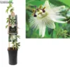 Passiflora Cae. 'Constance Elliott'