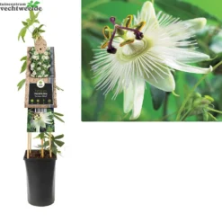 Passiflora Cae. 'Constance Elliott'