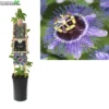 Passiflora Purple Rain P16 3.0