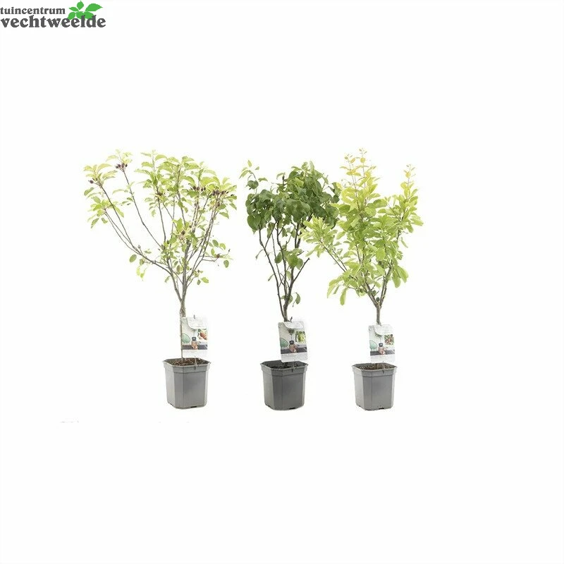 Patio Fruit Mix P27 1 Patio Fruit Mix P27