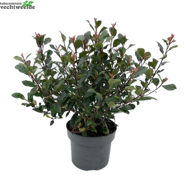 Photinia Fraseri 'Red Robin' H40-60cm. 1 Photinia Fraseri 'Red Robin' H40-60cm.