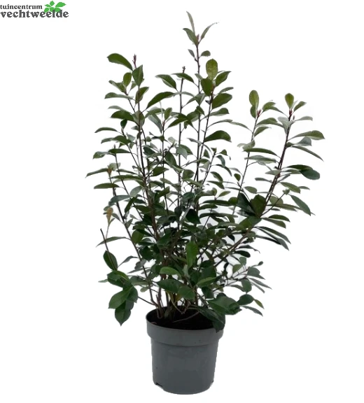 Photinia Fraseri 'Red Robin' H80-100cm. 1 Photinia Fraseri 'Red Robin' H80-100cm.