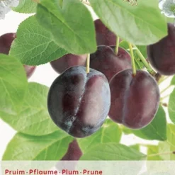 Prun Dom. Reine Cl. D Althan P24