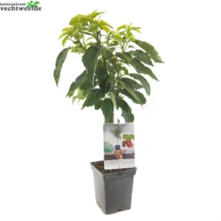 Prunus A. 'Stella' 3 Prunus A. 'Stella' -Boom Geest Verkoop prunus a stella 1000x1000 6464dfd39da8b l