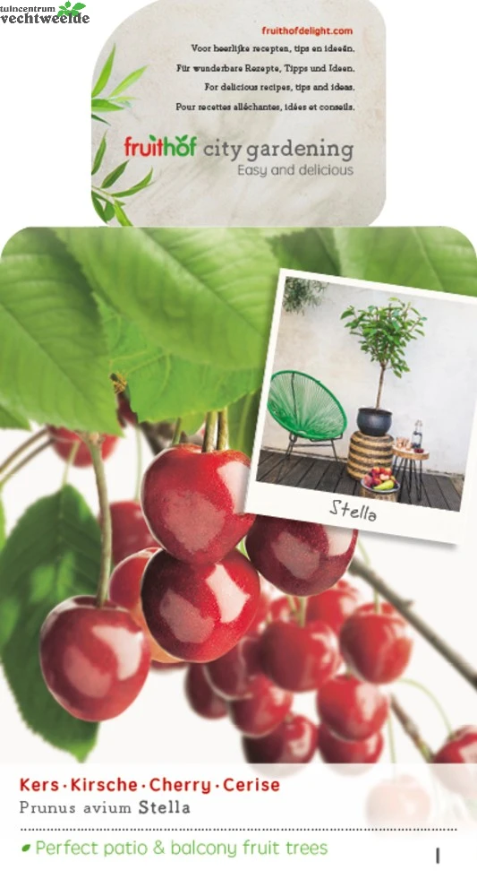 Prunus A. 'Stella' 1 Prunus A. 'Stella'