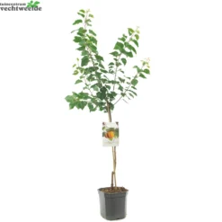 Prunus Armeniaca 4 Prunus Armeniaca -Boom Geest Verkoop prunus armeniaca 1000x1000 6208f89826fa2 l