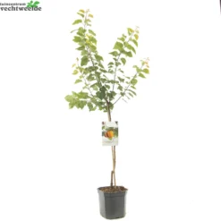 Prunus Armeniaca 5 Prunus Armeniaca -Boom Geest Verkoop prunus armeniaca 1500x1500 62094c3961665 l