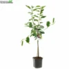 Prunus Av Regina WT P24