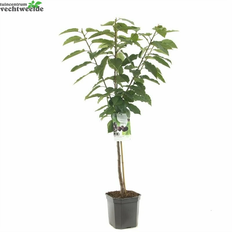 Prunus Av Sunburst WT P24 1 Prunus Av Sunburst WT P24