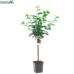 Prunus Avium Burlatstruik P24 3 Prunus Avium Burlatstruik P24 -Boom Geest Verkoop prunus avium burlatstruik p24 1000x1000 62750166acbaf l