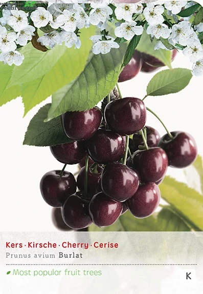 Prunus Avium Burlatstruik P24 1 Prunus Avium Burlatstruik P24