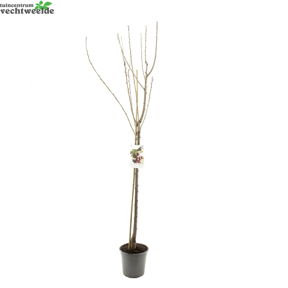 Prunus Avium Kordia P27 H120cm 2 Prunus Avium Kordia P27 H120cm - Afbeelding 2