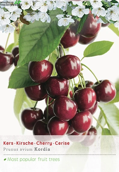 Prunus Avium Kordia P27 H120cm 1 Prunus Avium Kordia P27 H120cm