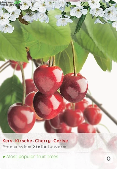 Prunus Avium Stellalei P24 1 Prunus Avium Stellalei P24