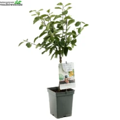 Prunus D. 'Mirabelle De Nancy' 4 Prunus D. 'Mirabelle De Nancy' -Boom Geest Verkoop prunus d mirabelle de nancy 1000x1000 623b37b9e5b12 l