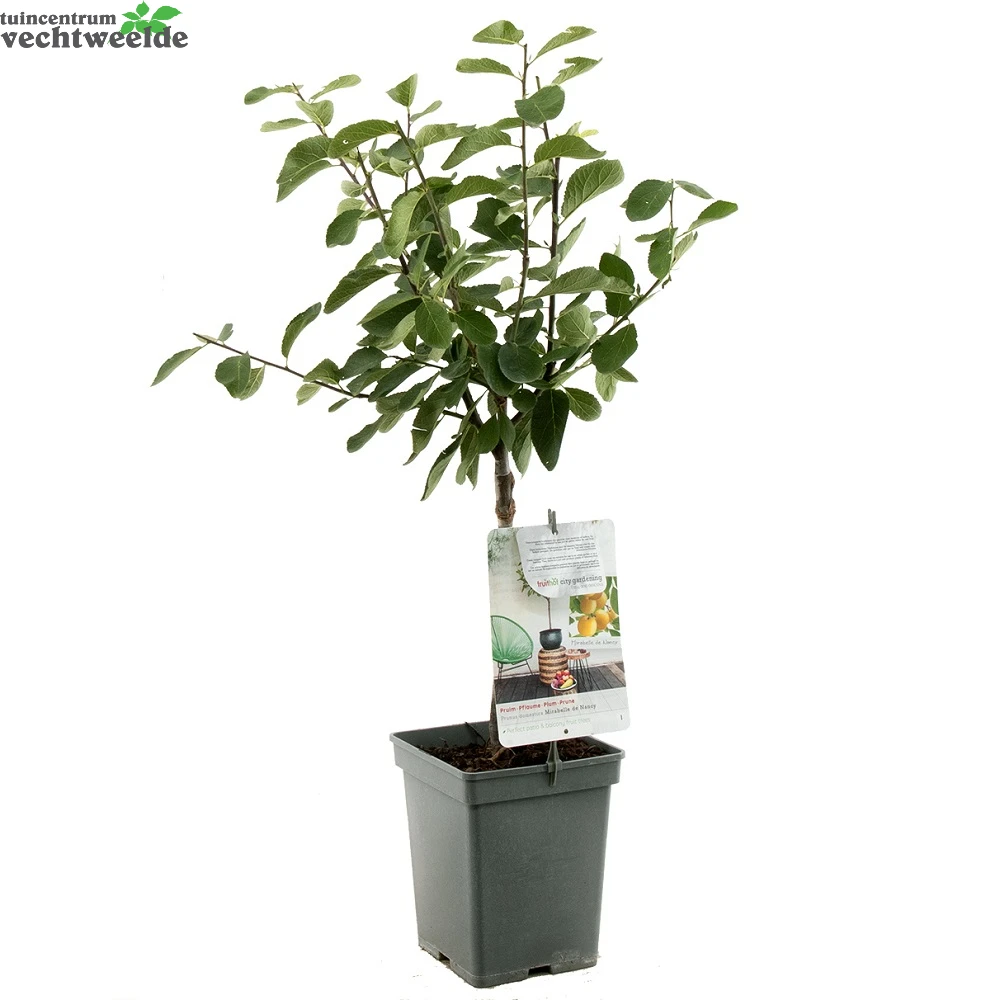 Prunus D. 'Mirabelle De Nancy' 2 Prunus D. 'Mirabelle De Nancy' - Afbeelding 2