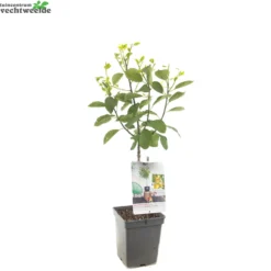 Prunus D. 'Mirabelle De Nancy' 5 Prunus D. 'Mirabelle De Nancy' -Boom Geest Verkoop prunus d mirabelle de nancy 1500x1500 62093ed896e1a l