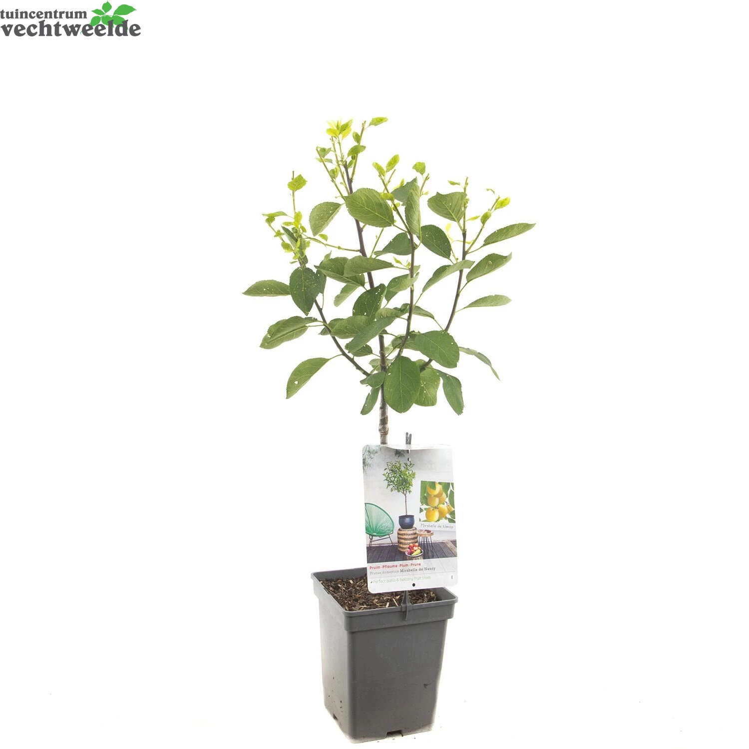 Prunus D. 'Mirabelle De Nancy' 3 Prunus D. 'Mirabelle De Nancy' - Afbeelding 3