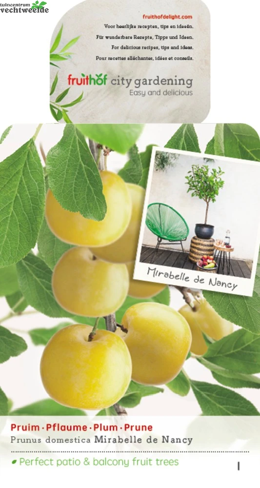 Prunus D. 'Mirabelle De Nancy' 1 Prunus D. 'Mirabelle De Nancy'