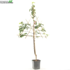 Prunus D. 'Opal' -Boom Geest Verkoop prunus d opal 1500x1500 6209370b8bc82 l