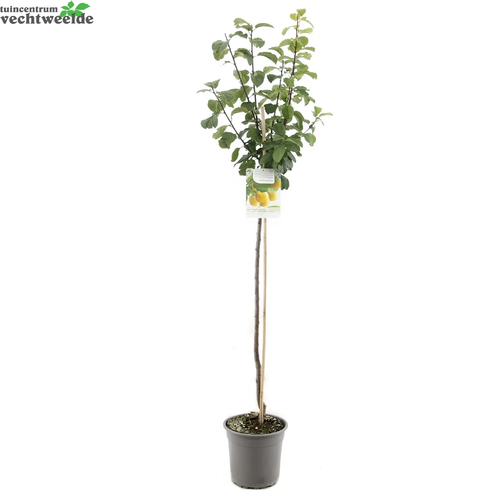 Prunus D. R Cl. DOullin P27 H120cm 2 Prunus D. R Cl. DOullin P27 H120cm - Afbeelding 2
