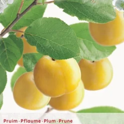 Prunus D. R Cl. DOullin P27 H120cm