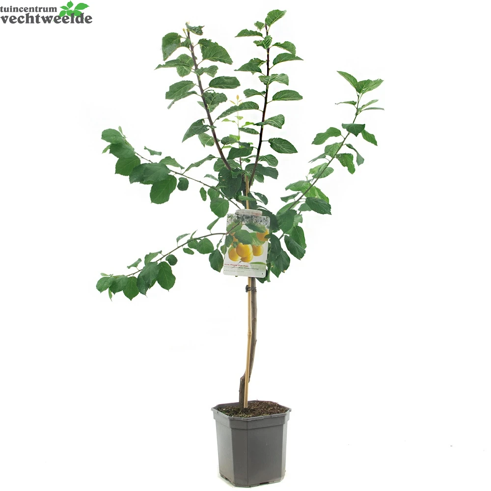 Prunus D. 'Reine Claude D'Oullins' 2 Prunus D. 'Reine Claude D'Oullins' - Afbeelding 2