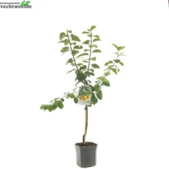 Prunus D. 'Reine Claude D'Oullins' 5 Prunus D. 'Reine Claude D'Oullins' -Boom Geest Verkoop prunus d reine claude d oullins 1500x1500 6209370cd727c l