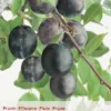 Prunus Dom. Bleu De B P32 H180cm