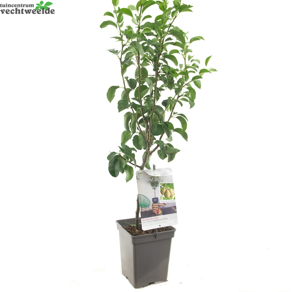 Pyrus C. 'Doyenné Du Comice' 2 Pyrus C. 'Doyenné Du Comice' - Afbeelding 2