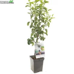 Pyrus C. 'Doyenné Du Comice' 5 Pyrus C. 'Doyenné Du Comice' -Boom Geest Verkoop pyrus c doyenne du comice 1500x1500 62093edb7becd l