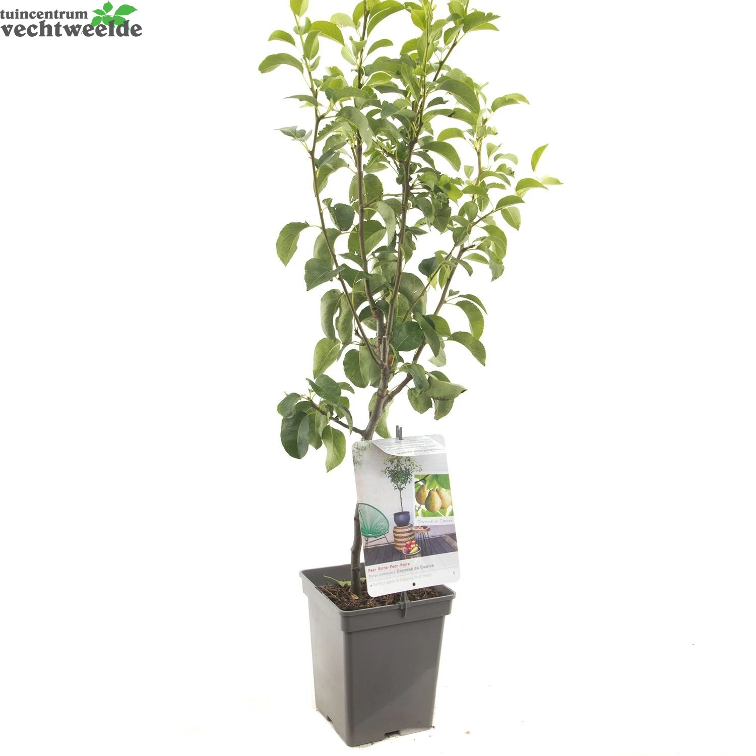 Pyrus C. 'Doyenné Du Comice' 3 Pyrus C. 'Doyenné Du Comice' - Afbeelding 3