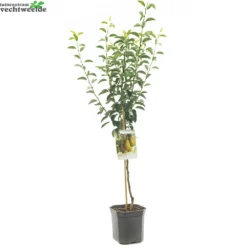 Pyrus C. 'Ksenia' 4 Pyrus C. 'Ksenia' -Boom Geest Verkoop pyrus c ksenia 1000x1000 6209248bd815e l