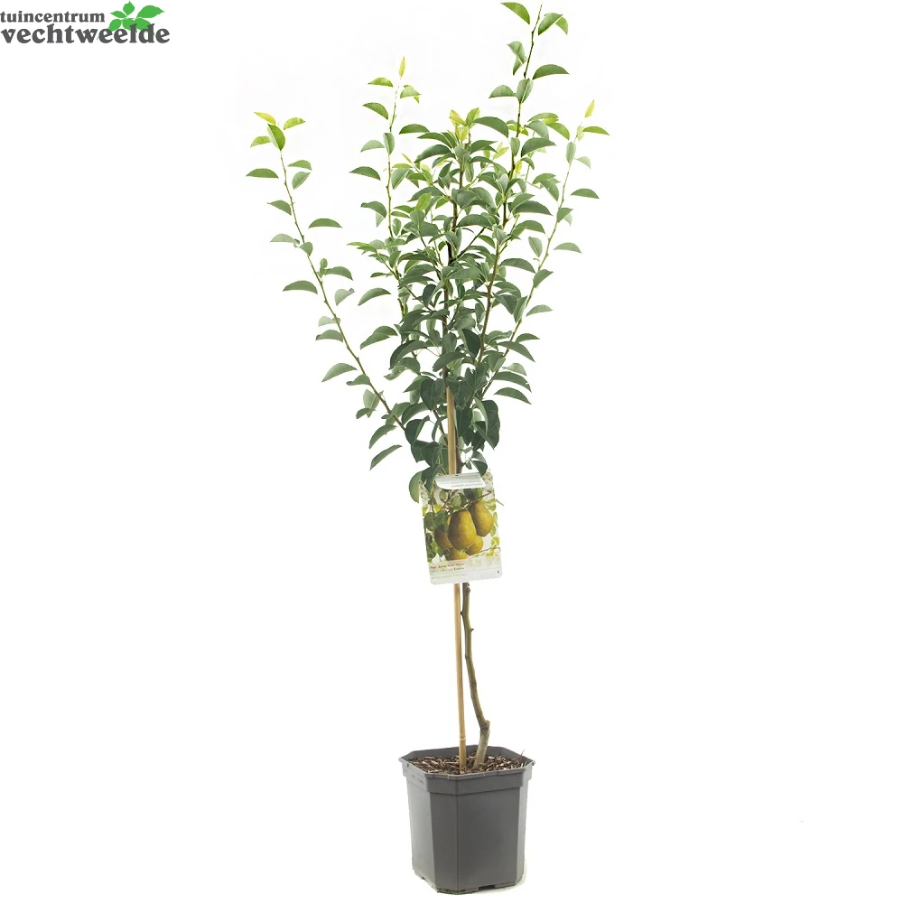 Pyrus C. 'Ksenia' 2 Pyrus C. 'Ksenia' - Afbeelding 2