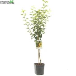 Pyrus C. 'Ksenia' 5 Pyrus C. 'Ksenia' -Boom Geest Verkoop pyrus c ksenia 1500x1500 62093bf3dc0f4 l