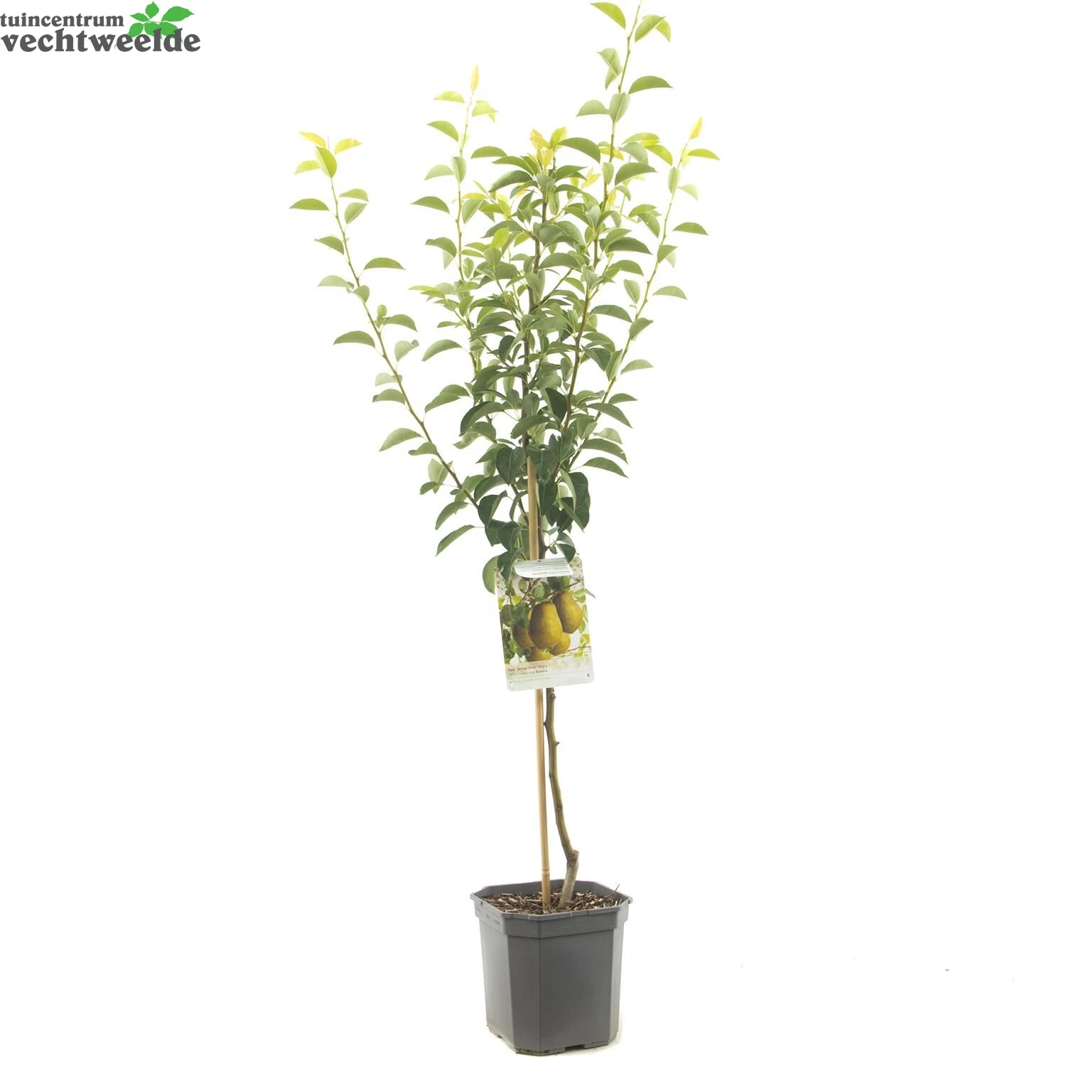 Pyrus C. 'Ksenia' 3 Pyrus C. 'Ksenia' - Afbeelding 3